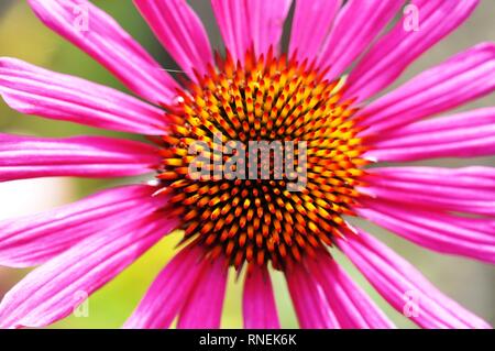 tennessee purple coneflower