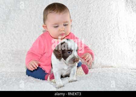 7 month baby girl with young sprocker spaniel puppy dog Stock Photo