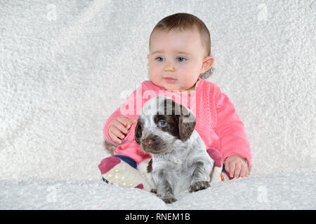 7 month baby girl with young sprocker spaniel puppy dog Stock Photo