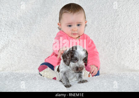 7 month baby girl with young sprocker spaniel puppy dog Stock Photo