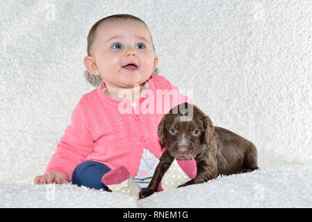 7 month baby girl with young sprocker spaniel puppy dog Stock Photo