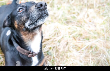 Cute old black dog and brown puppy playing on a grass - rescue dogs found a new home Stock Photo