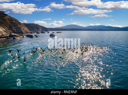 Coot legs (Ohban) is elegantly swimming on the sea water surface - Image Stock Photo