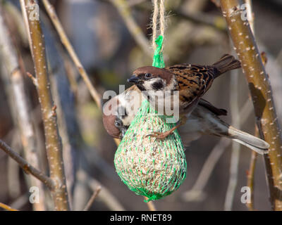 Eurasian Tree Sparrows (Passer montanus) feeding on the a ball hanged on a tree Stock Photo