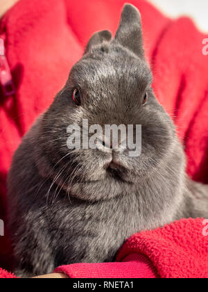 A grey dwarf rabbit sitting in the hands of a girl with red jumper Stock Photo