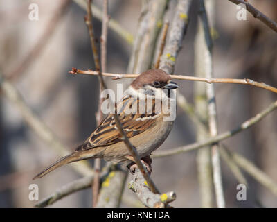 Eurasian Tree Sparrow (Passer montanus) perching on a branch near Danube river, Slovakia Stock Photo