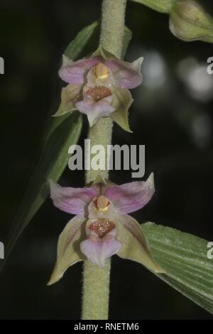 Broad-leaved Helleborine (Epipactis helleborine) flowering in a forest near Recklinghausen, Germany Stock Photo