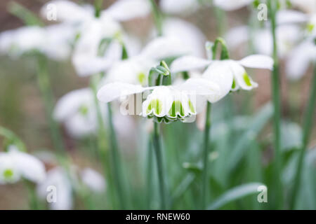 Galanthus Hippolyta. Species snowdrop growing in a woodland garden. Stock Photo