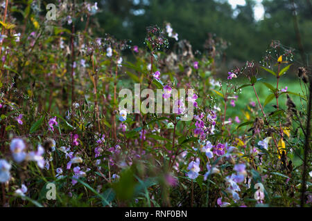 Himalayan Balsam (Impatiens glandulifera) on a path in Jeffrey's Wood by the River Dee near Trevor, Wrexham, Wales