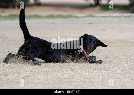 Black lab sliding in the dry grass for a disc Stock Photo