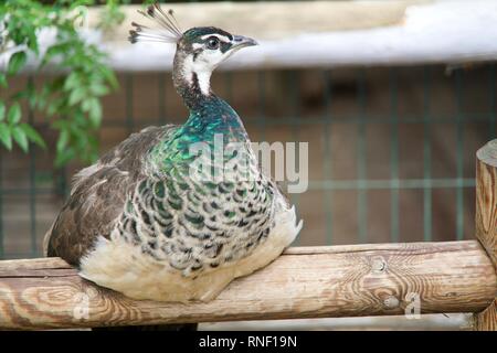 Peahen sitting on a wooden bar Stock Photo