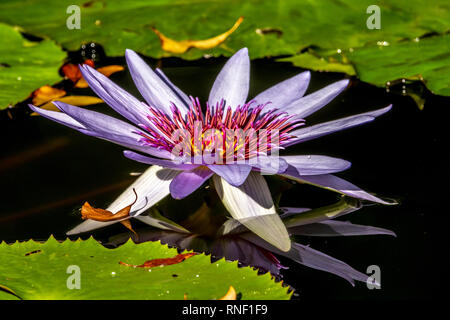 Nymphaeaceae family of flowering plants, commonly called water lilies. Stock Photo