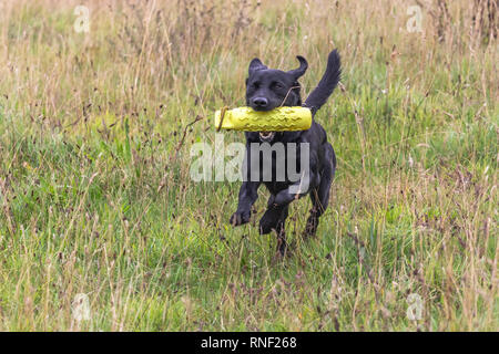 A black labrador retriever  is running through grass with a gun dog dummy in his mouth. Stock Photo