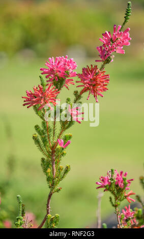 Whorled heath (erica verticikata) flowers on  branch going up.  Various state of floraison. Blurred background Stock Photo