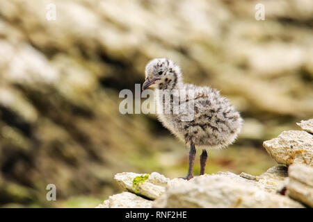 Chick of Red-billed gull standing on rocks, Kaikoura peninsula, South Island, New Zealand. This bird is native to New Zealand. Stock Photo