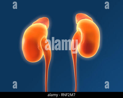 This medically 3D illustration showing human kidney withe ureter and adrenal glands Stock Photo