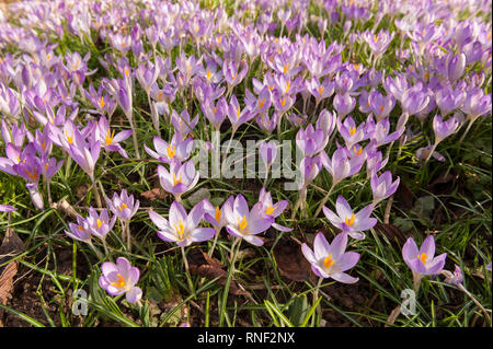Early morning Spring sunshine causes early woodland purple crocuses to open up showing saffron and pollen, Crocus tommasinianus, in naturalistic drift Stock Photo
