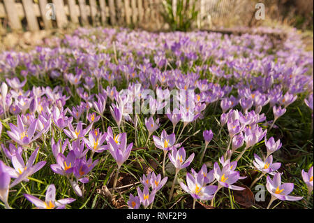 Early morning Spring sunshine causes early woodland purple crocuses to open up showing saffron and pollen, Crocus tommasinianus, in naturalistic drift Stock Photo