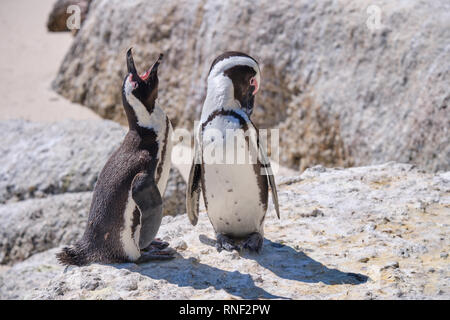 Pair of African penguin on a large rock with affection display. One braying while other lower head, as if blushing Stock Photo