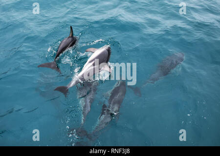 Dusky dolphins swimming off the coast of Kaikoura, New Zealand. Kaikoura is a popular tourist destination for watching and swimming with dolphins. Stock Photo