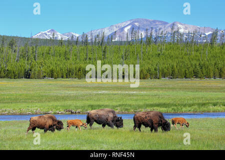 Female bison with calves grazing in Yellowstone National Park, Wyoming, USA Stock Photo