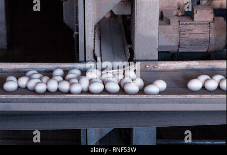 Chicken eggs are moving on the conveyor at the poultry farm, the production of eggs Stock Photo