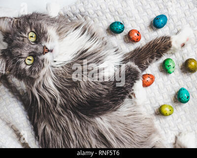 Charming kitten and Easter eggs painted in bright colors on a white background. Top view, close-up. Happy Easter. Preparing for the holiday Stock Photo
