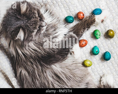 Charming kitten and Easter eggs painted in bright colors on a white background. Top view, close-up. Happy Easter. Preparing for the holiday Stock Photo