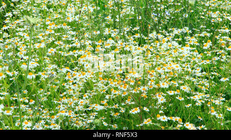 Flowers of white beautiful chamomiles blossoming in field. Summer chamomiles. Herbal flowers. Blooming chamomiles. Beautiful summer field Stock Photo