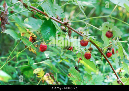 forest raspberries, ripe berries on branches in the forest Stock Photo
