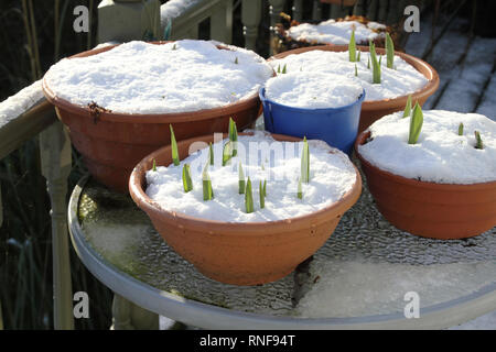 Spring Growth: Green shoots sprouting out of snow covered pots Stock Photo