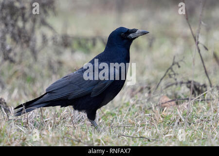 Rook / Saatkaehe ( Corvus frugilegus ), sitting / standing in a meadow, shy bird, watching around attentively, typical behavior, wildlife, Europe, Stock Photo