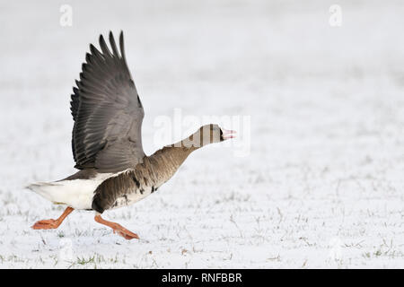 White-fronted Goose / Blaessgans ( Anser albifrons ), arctic winter guest, taking off, running for take off from snow covered farmland, wildlife, Euro Stock Photo