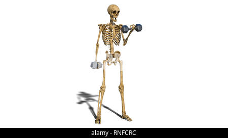 Funny skeleton exercising with dumbbells, human skeleton lifting weights on white background, 3D rendering Stock Photo