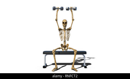Funny skeleton lifting weights on bench, human skeleton exercising on white background, front view, 3D rendering Stock Photo