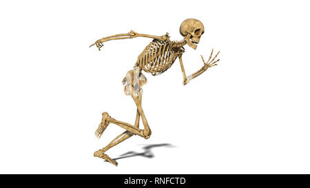 Funny skeleton running, human skeleton exercising on white background, 3D rendering Stock Photo