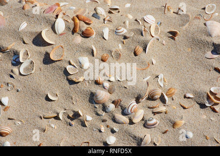 shells lying in the sand, color photo as background Stock Photo
