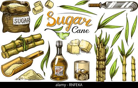 Cane sugar with leaves. Set of Sugarcane plants. Stalks and bottle of rum, Wooden plate spoon, Cubes and juice, Bamboo, signboard inscription Stock Vector