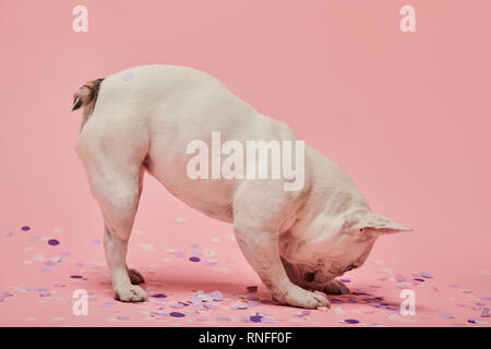 light coloured dog with head down and confetti on pink background Stock Photo