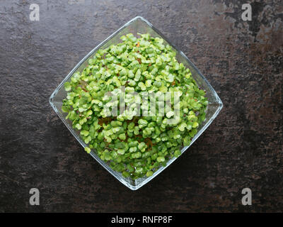 Broccoli Raab (Brassica rapa var. cymosa) sprouts Stock Photo