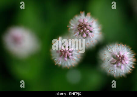 Tiarella cordifolia, Allegheny foamflower, blooms in May, New York State USA. View from top down. Stock Photo