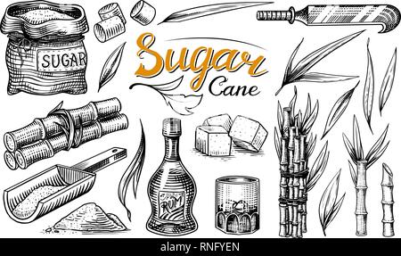 Cane sugar with leaves. Set of Sugarcane plants. Stalks and bottle of rum, Wooden plate spoon, Cubes and juice, Bamboo, signboard inscription Stock Vector