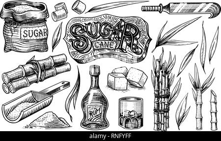 Cane sugar with leaves. Set of Sugarcane plants. Stalks and bottle of rum, Wooden plate spoon, Cubes and juice, Bamboo, signboard inscription Stock Vector