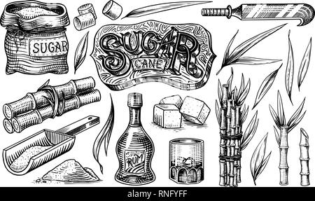 Cane sugar with leaves. Set of Sugarcane plants. Stalks and bottle of rum, Wooden plate spoon, Cubes and juice, Bamboo, signboard inscription Stock Vector