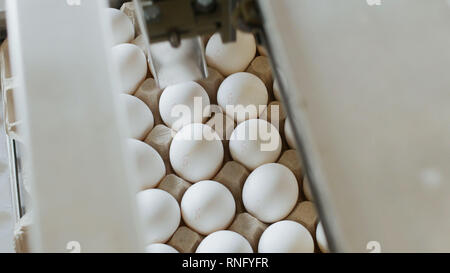 Automatic process of checking and printing on chicken eggs, sorting eggs, table Stock Photo