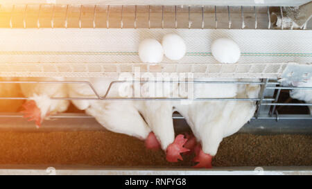 Chicken eggs poultry farm, chicken eggs go on a conveyor belt, the sun Stock Photo