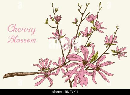 Japanese Sakura, Blooming cherry, magnolia or almond. Wild Flowers with leaves. Wedding plant with leaf and buds. Botanical spring herb background Stock Vector