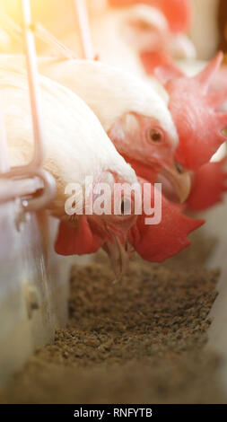 White hens pecking compound feed on poultry farm, industry Stock Photo