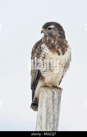 Common Buzzard / Maeusebussard ( Buteo buteo ) in winter, perched on a fence post, wildlife, Europe. Stock Photo