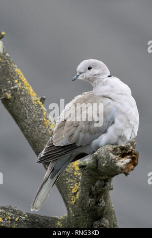 Eurasian Collared Dove / Türkentaube ( Streptopelia decaocto ) in winter, perched in a tree, turning its head, watching back, wildlife, Europe. Stock Photo